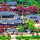 400년 된 배롱나무가 붉게 타오르는 유네스코 세계유산 "안동 병산서원" 이미지