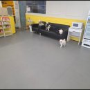 멍쉬멜로 이미지