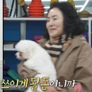 알콩달콩 애견샵 이미지