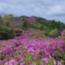 제203차 전남 보성 초암산(576m)철쭉산행 안내 이미지