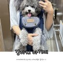 에이미펫 | 강아지아기띠 에이미러브즈펫 앞가방 나라니프론트 솔직후기:)