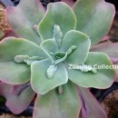 엠보스드 젬 (Echeveria cv. 'Embossed Gem') 이미지