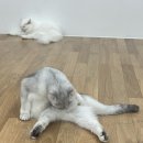 춘동3 이미지