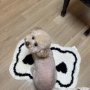 박용암음악학원 | [악보 공유]오류동 피아노학원 &#34;니즈피아노&#34; 일상/ 슈만 트로이메라이 원곡 악보 첨부(+수강생 연주영상)