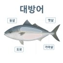 본오로 | 대방어 제철·부위·맛 총정리 + 실제 먹어본 솔직 후기 (안산 비금도횟집)