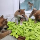 수원시바견
