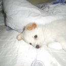 수원시 팔달구 화서문로46번길 이미지