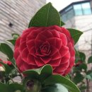 원앙농장 이미지