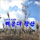 장산억새밭 이미지