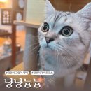 냥냥늉늉 | 광안리 고양이 카페 냥냥늉늉 데이트로 다녀온 후기