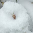 하얀이불 이미지