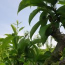 문애자농장 이미지