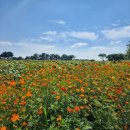 호로고루 화장실 | 연천 호로고루 여름 해바라기 만개 무덥지만 아들과 다녀온 리얼 후기