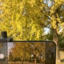 우동경로당 | 경기도 은행나무 명소 여주 강천섬 유원지 주차, 실시간