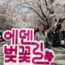 벚꽃길주유소 | 가평 에덴벚꽃길 벚꽃축제 2026 정보 총정리 상천역 셔틀버스 시간표, 가평벚꽃명소 개화상태