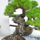 Pinus thunbergii _흑송 이미지