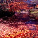 출발확정 [울산안내산악회] 11월12일(일) 애기단풍 명소 순창 강천산 왕자봉 단풍산행 이미지