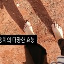 송이캣 이미지