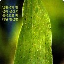 한국춘란 등 난과식물의 병해와 방제02/수병(銹病(난식병172) 이미지