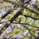 무릉도원 | 탐조하려고 하루에 수목원 두탕 뛴 후기 (무릉도원 수목원, 푸른수목원)