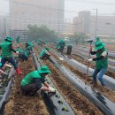 마장면 새마을 남녀지도자협의회“사랑의 배추 모종심기 행사”실시 사진/ 이천시청 제공 이미지