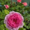 퐁퐈두르 이미지