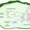 One-Carbon Metabolism in Health and Disease. 2017 Cell press 이미지
