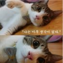 헤어아떼 이미지