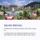 에버랜드 장미축제 6월 오픈 일정 &amp; 입장권 정보