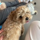 해멍달멍 이미지