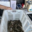 어은돌야영장 | 태안 어은돌오토캠핑장 명당 해루질 낙지 석양(떼캠, 매너타임 무)