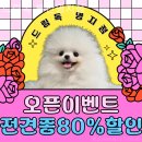 드림독 | 부산강아지분양 드림독 부산명지점 안전하고 검증된 곳