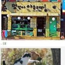 야옹이와 멍멍이 이미지