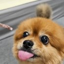 건강한펫 이미지