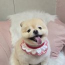 개이쁘댕 이미지