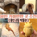 용인시박물관 | 용인 가볼만한 곳 파충류와 동물 먹이주기 체험 용인곤충박물관 후기