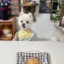 댕이랜드 이미지