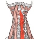 본소마메드짐운정점 이미지