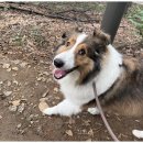 굿데이독 케어센터 이미지