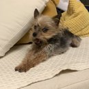 둥지 | 둥지 이야기 _유기견 퍼피 입양 후기