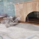 대전고양이분양 루나캣 이미지