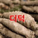 산삼에 버금가는 더덕(사삼)의 효능 이미지