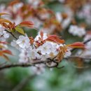 오토블링 이미지