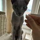 367 | 내돈내산 후기 반려동물 항암 보조제로 선택한 묘견서 후코이단 367 후기
