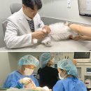 서울동물심장병원 이미지
