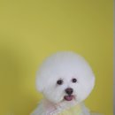 동그라미펫 이미지