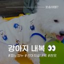 피노피누 | 강아지 실내복 뿐만아닌, 실외에서도 이쁜 피노피누 강아지 옷