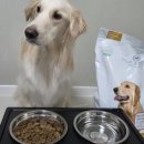 리프 | 오가앤리프 후기 /골든리트리버 올라이프 케어 &amp; 황태채 슬라이스