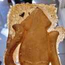 광치농장 | 가을 제주여행 2일 맛나식당 광치해변 감귤농원 다랑쉬오름 비자림 야시장 후기