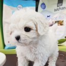 인천강아지분양24시꽃개